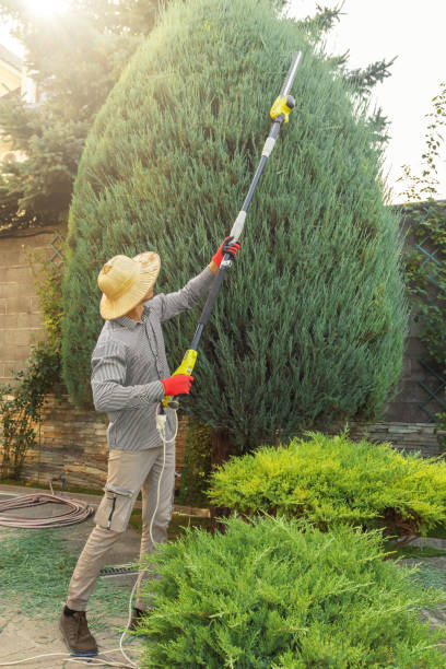 Best Lawn Pest Prevention  in Minden, NE